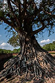 Small Buddha statue are nestled in the roots of a bodhy tree near the Wat Si Sawai. Old Sukhothai - Thailand.